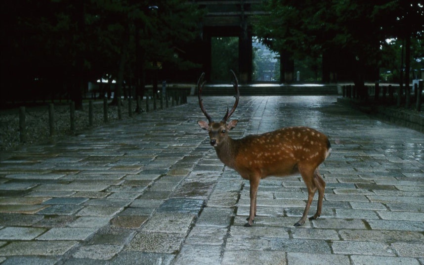 Hơn 1.200 chú hươu lang thang ở các đường phố tại Nara, cố đô một thời của Nhật Bản. Hươu từng được coi là thông điệp thiêng liêng của thần linh, vì vậy người ta không săn bắt hươu ở đây. Chú hươu này lọt vào ống kính khi đang lang thang bên ngoài đền Todaji.
