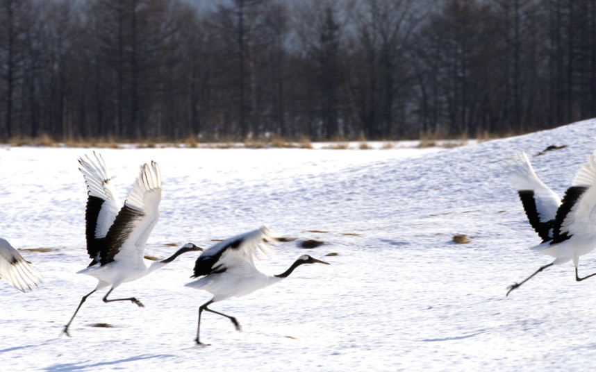 Loài sếu đầu đỏ của Nhật Bản được coi là linh thiêng và là biểu tượng của lòng trung thành, may mắn, tình yêu và tuổi thọ. Đây là một trong những loài sếu quý hiếm trên thế giới.