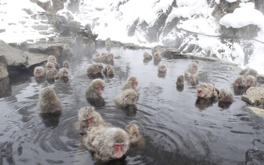 Những chú khỉ tuyết hiếm hoi sinh sống ở 3 hòn đảo tại Nhật Bản, nhưng nhiều nhất là ở công viên khỉ tuyết Jigokudani, nơi du khách có thể ngắm chúng tắm táp tại suối nước nóng.