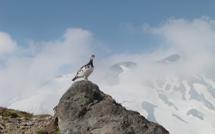 Gà gô xám còn được gọi là raicho hoặc “loài chim sấm sét” ở Nhật Bản, sinh sống nhiều ở Toyama và được bảo vệ trên toàn quốc.