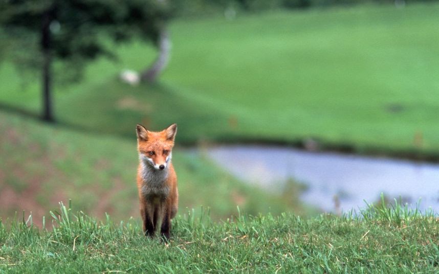 Cáo được coi là loài vật thông minh và kỳ diệu ở Nhật Bản. Đây là quê hương của 2 loài cáo đỏ, cáo Hokkaido và cáo đỏ Nhật Bản.