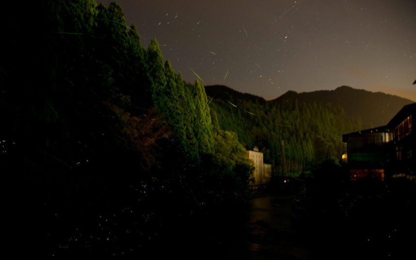 Những đàn đom đóm lấp lánh trong đêm là cảnh thường thấy ở Nhật Bản. Người Nhật còn tổ chức lễ hội đom đóm trong tháng 6 và tháng 7, khi đom đóm xuất hiện nhiều nhất.