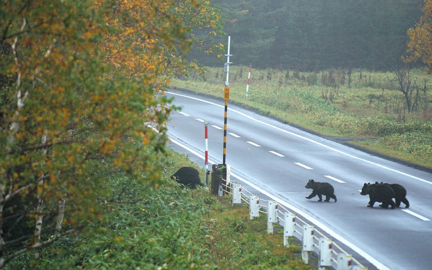 Loài gấu Hokkaido được gọi là higuma trông rất dễ thương, nhưng chúng từng tấn công con người. Vụ tấn công tồi tệ nhất trong lịch sử xảy ra ở Hokkaido vào năm 1915, khi một con gấu nâu Sankebetsu tấn công ngôi làng nhỏ mang tên Rokusensawa và giết chết 7 người.