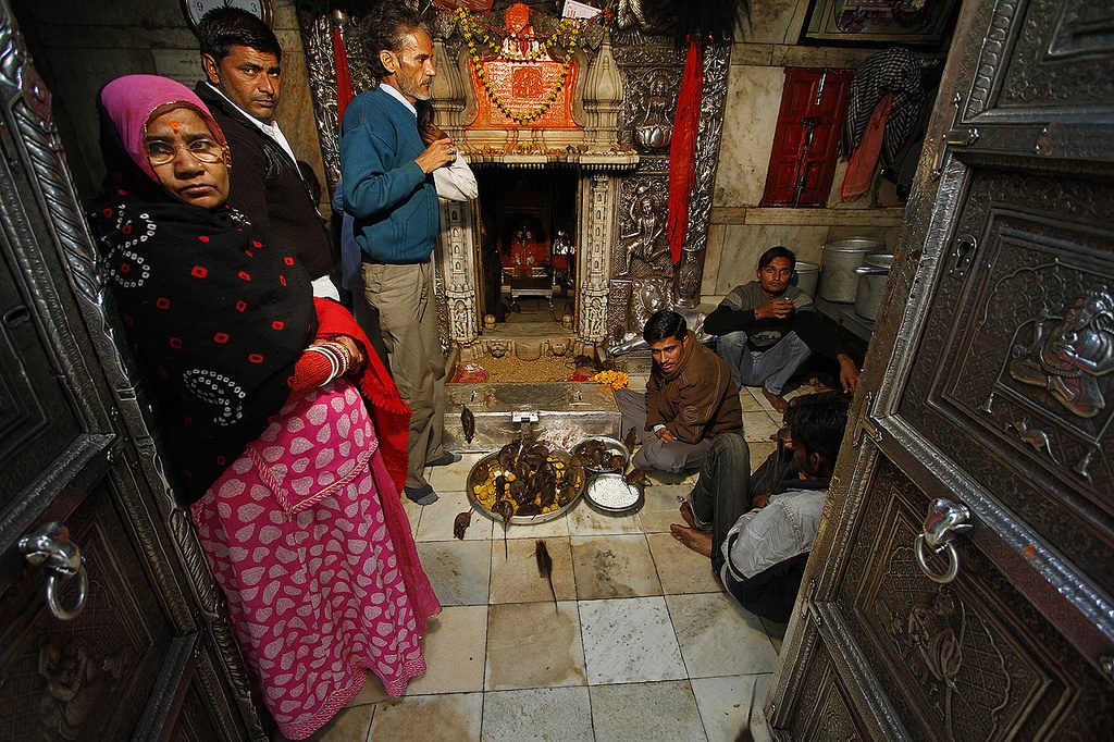 Người dân địa phương gọi chuột ở đây là loài vật thiêng. Hàng ngày có rất nhiều người lặn lội từ xa đến để bày tỏ lòng tôn kính với chúng. Khách tham quan và người dân không được phép đi giày vào trong đền. Họ cho rằng việc những chú chuột quấn quýt dưới chân mình là một điềm may. Ảnh: weirdyetwonderful