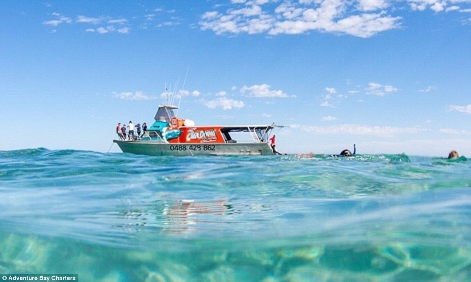 Cá mập trắng sống quanh năm ở vùng biển này, dài tới gần 5 m.