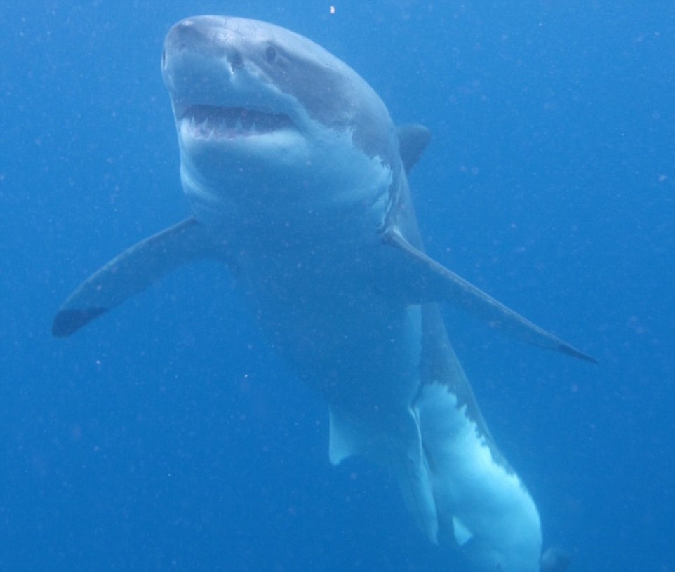 Ngắm cá mập trắng ở khoảng cách gần là giấc mơ của không ít du khách.