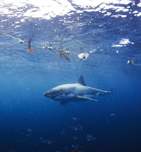 Đây là một trải nghiệm không nên dành cho những người yếu tim.