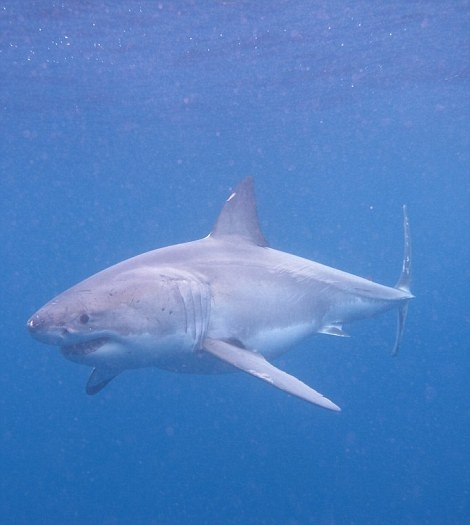 Một cá mập trắng “sát thủ” với bộ dạng đáng sợ lướt qua lồng kính.