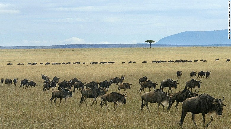 Maasai Mara: Các khu bảo tồn động vật hoang dã luôn là điểm hút khách du lịch mỗi năm và là một trong những nguồn thu chính của Kenya. Du lịch đã làm ảnh hưởng không ít tới đời sống hoang dã và môi trường ở đây.