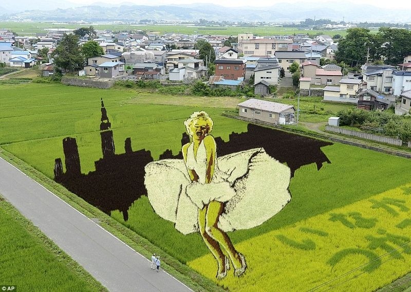 Canh dong Nhat Ban tao hinh Marilyn Monroe tung vay hinh anh