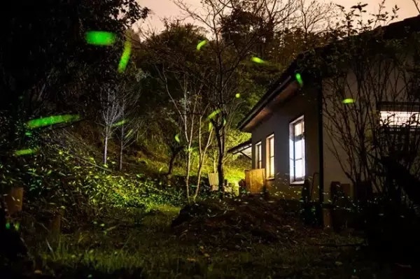 16. Đến núi Ali ngắm đom đóm. Nghe nói vào mùa đom đóm, tại núi Ali bạt ngàn đom đóm khi đêm về tạo nên một vùng sáng rực như hải đăng. Khung cảnh thiên nhiên kỳ thú này khiến vùng núi Ali thêm hấp dẫn du khách. 