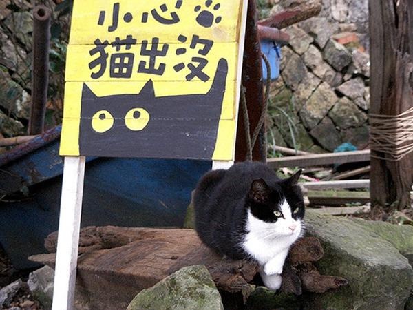 Làng mèo Houdong. Ngôi làng cách thành phố Đài Bắc khoảng 36 km về phía tây. Du khách có thể đến đây bằng tàu hỏa, xe buýt hoặc ô tô. Ngôi làng chào đón tài xế khi lái xe ngang qua bằng chiếc biển báo độc đáo: “Ở đây thường có rất nhiều mèo xuất hiện. Xin hãy lái xe chậm lại”. Ảnh: Baike
