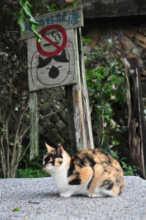 Vào những năm 1970, Houdong là điểm khai thác than lớn nhất Đài Loan, sau tài nguyên cạn kiệt dần. Khoảng năm 2008 trở đi, nhờ tình nguyện viên trong tổ chức tình nguyện thu gom những chú mèo bị bỏ rơi ở các khu phố mang tới Houdong để chăm sóc nên ngôi làng dần thu hút rất nhiều người yêu mèo từ khắp nơi đổ về tham quan. Ảnh: Taiwandao