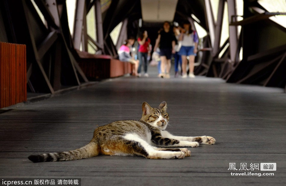 Ngày nay, Houdong là ngôi nhà chung của hơn 150 chú mèo sinh sống, thu hút  hàng nghìn du khách tới tham quan vào những ngày cuối tuần. Ở đây, mèo hoang được sống thoải mái và chăm sóc kỹ lưỡng. Chúng tung tăng dạo chơi trên phố, nằm ườn tắm nắng trên ghế công viên hay chạy vào nhà người dân mà không phải phải sợ hãi bị bắt hay xua đuổi. Ảnh: Ifeng