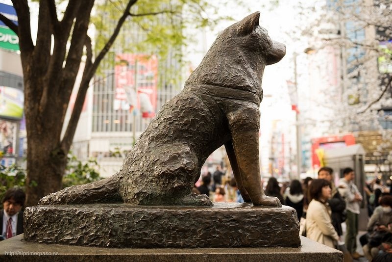 Hachiko là chú chó giống Akita sinh năm 1923 tại một trang trại gần thành phố Odate, quận Akita. Chú được giáo sư Hidesaburo Ueno mang về nuôi tại ngôi nhà cách ga Shibuya không xa. Hachico rất trung thành với người chủ hiền lành tốt bụng. 