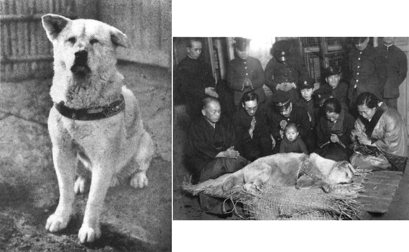 Hachiko qua đời ngày 8/3/1935. Cả gia đình giáo sư quây quần bên chú trong những giây phút cuối cùng.