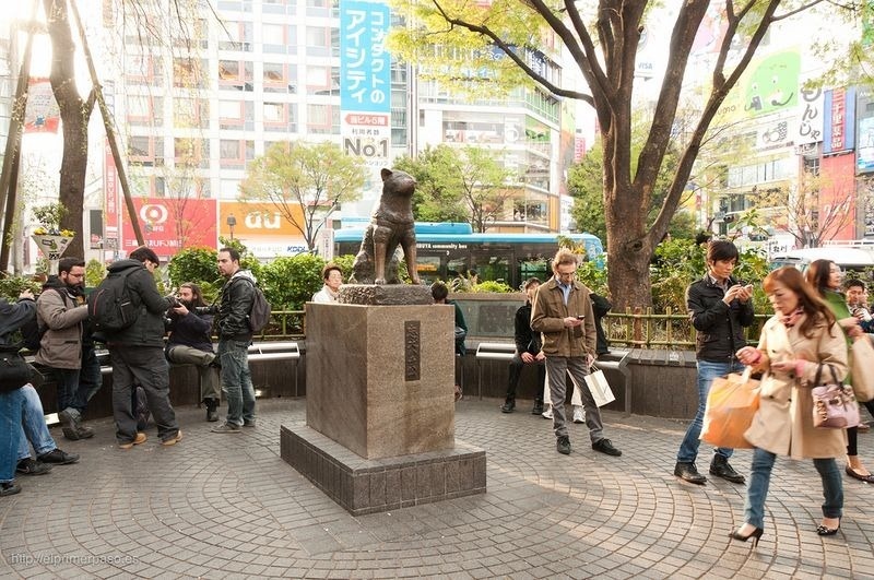 Hachiko ngày ngày đón chủ trong suốt 1 năm cho tới một ngày tháng 5/1925 thì giáo sư Ueno không bao giờ trở về nữa. Ông bị xuất huyết não đột ngột và qua đời, để mặc Hachiko ngày ngày đến ga chờ đợi trong suốt 9 năm, 9 tháng và 15 ngày sau đó. 