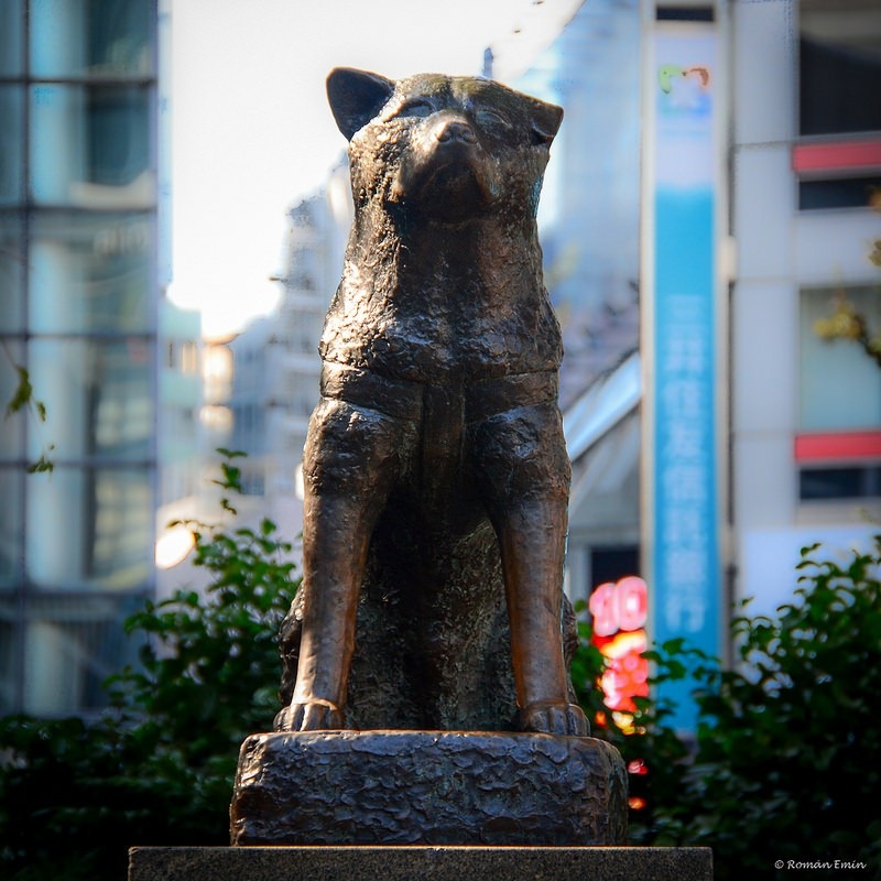 Mỗi buổi sáng khi giáo sư đi làm, Hachiko lại tiễn ông đến ga Shibuya, chờ ông mua vé rồi đi khuất trong ga mới thôi. Chú thường ngồi ở một bục nhỏ trước cửa ga để chờ giáo sư đi làm về mỗi buổi chiều muộn.