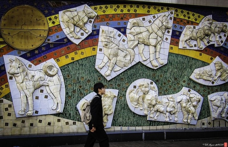Ngoài bức tượng Hachiko ở ga Shibuya, Hachiko còn được dựng tượng ở quê hương mình, bên ngoài ga Odate và một bức khác ở trước bảo tàng chó Akita. 