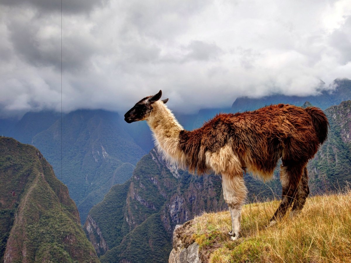 Ở đây có rất nhiều lạc đà Nam Mỹ nhởn nhơ.