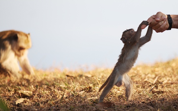 Một chú khỉ con đùa nghịch cùng du khách, trong khi khỉ mẹ ngồi yên lặng một chỗ.