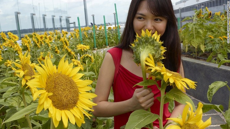 14. Sân bay tốt nhất thế giới: Sân bay Changi 3 năm liền được bình chọn là sân bay tốt nhất thế giới với các dịch vụ tiện ích như bể bơi, rạp chiếu phim, sân chơi cho trẻ em, những chiếc ghế massage đặt khắp nơi…