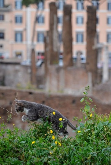 Rome: Du khách có thể bắt gặp nhiều chú mèo lang thang ở một số khu di tích lịch sử tại Italy. Tại Largo di Torre Argentina còn có một khu bảo tồn mèo.