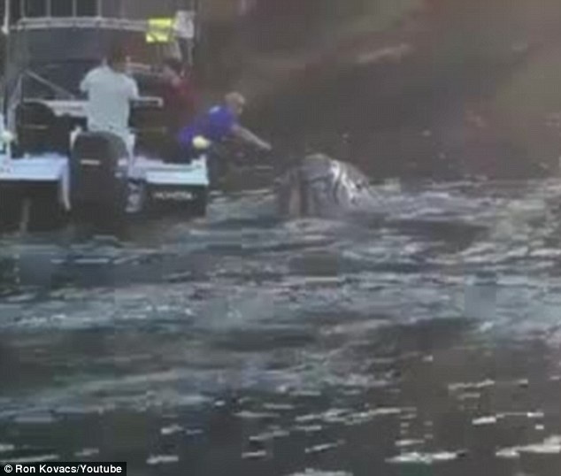 Chàng ngư dân Ivan Iskenderian vươn người ra khỏi thuyền để gỡ những sợi dây và túi rác khỏi miệng chú cá voi...