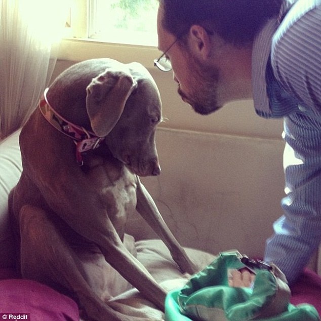 Chú chó này buồn đến nỗi từ chối hôn tạm biệt trước khi chủ lên đường.