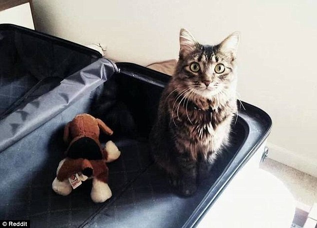 Chú mèo không tin nổi vì bị chủ “bỏ rơi” ở nhà.