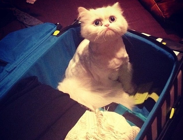 Bieu cam de thuong cua thu cung khi chu di du lich hinh anh