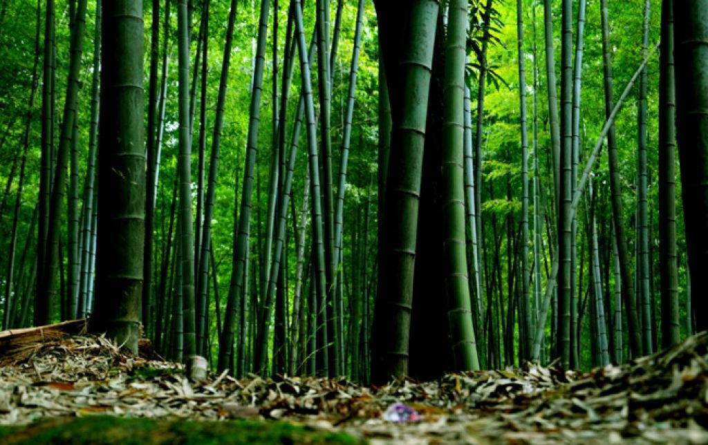 Lý do đạo diễn Trương Nghệ Mưu lựa chọn Trà Sơn Trúc Hải làm điểm quay ngoại cảnh của Thập Diện Mai Phúc bởi rừng Trúc nơi đây có nhiều nét riêng mà nơi khác không có được. Trúc mọc rất dày, thẳng đứng, độ cao dao động từ 500 – 800m rất phù hợp với yêu cầu của bộ phim. Ảnh: Baike