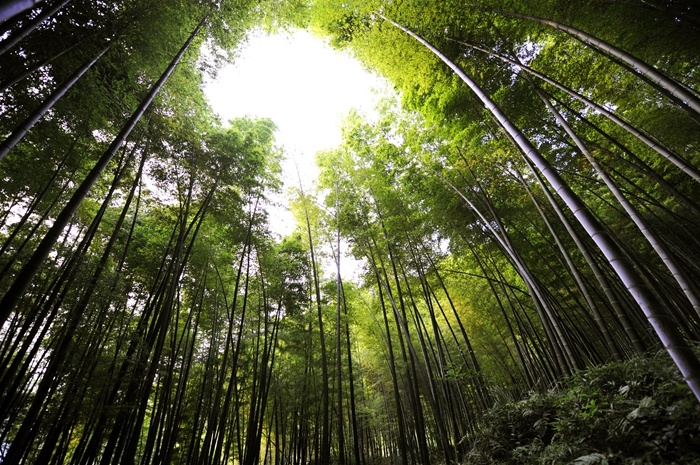 Sau khi “Thập Diện Mai Phục” được công chiếu, khu du lịch Trà Sơn Trúc Hải càng thu hút đông đảo khán giả đến tham quan, trực tiếp cảm nhận vẻ đẹp của những cây trúc tuyệt đẹp trong phim. Ảnh: Baike