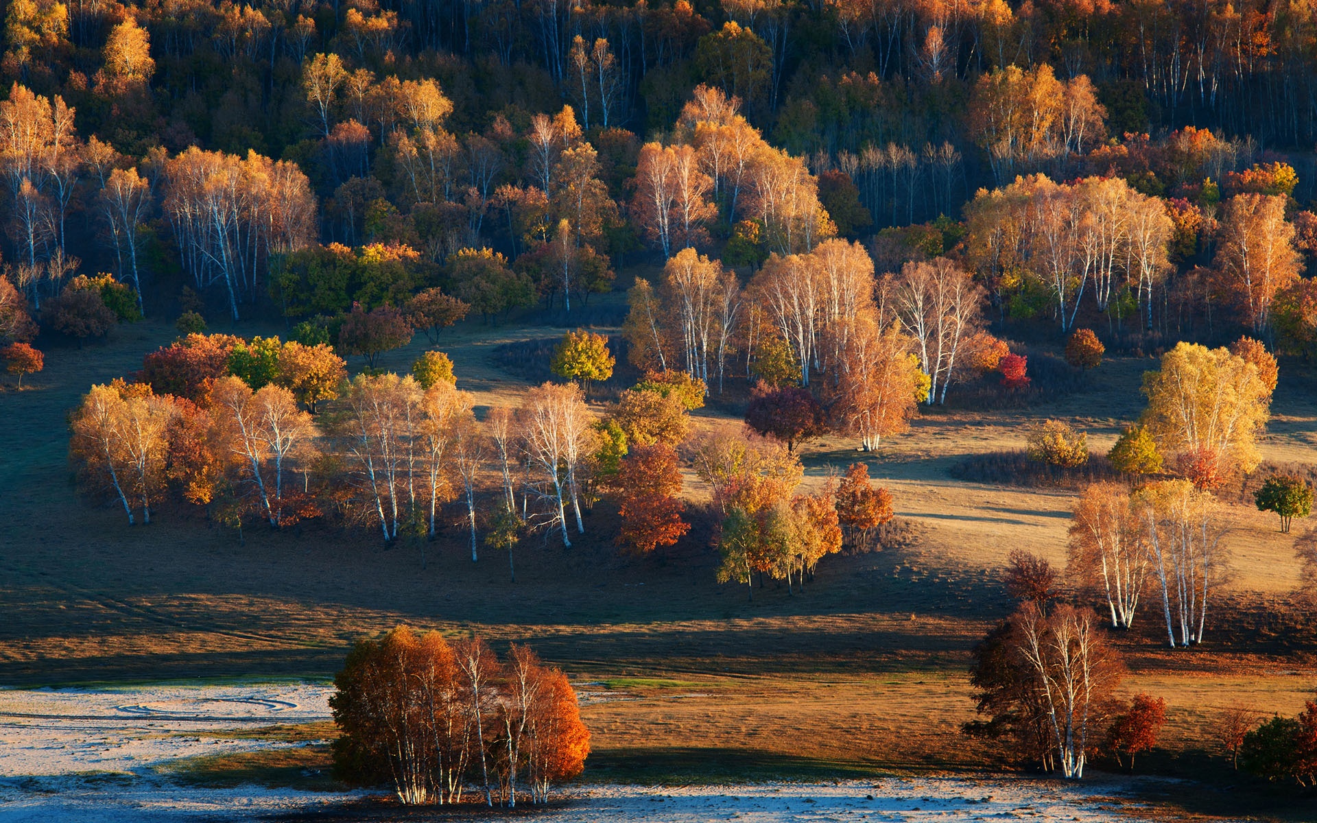 Những cây bạch dương lá vàng óng trên những thân cây đốt trắng đen, tạo nên khung cảnh như trong một bức tranh sơn dầu.