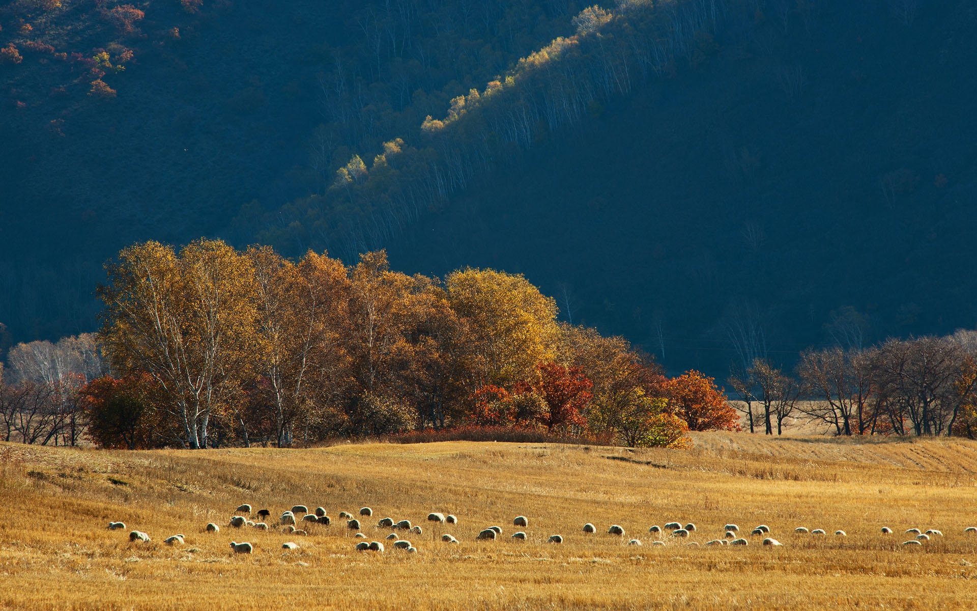 Dạo bước trên thảo nguyên, bạn được ngắm cánh đồng cỏ cao gần tới đầu gối, với những bụi hoa dại đan xen...