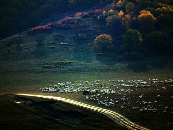 Xa xa là những đàn ngựa, đàn dê thảnh thơi gặm cỏ. 