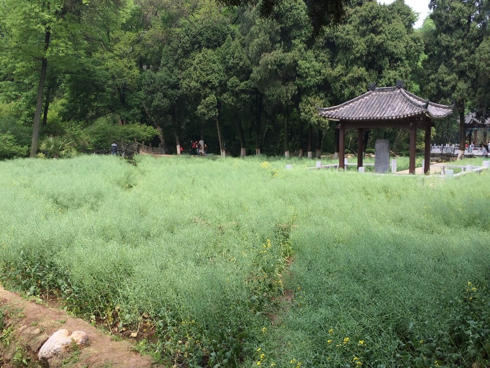 Nằm giữa Lạc Sơn và Long Trung Sơn là hơn 100 mẫu ruộng. Nơi đây được cho là nơi Gia Cát Lượng từng tự mình cày ruộng. Ảnh: Baike