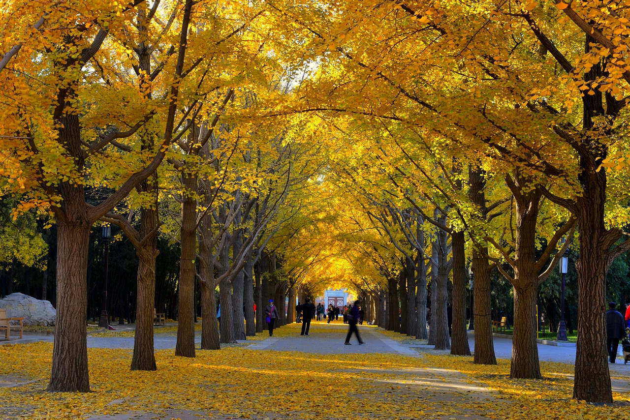 Công viên Địa Đàn (Ditan Gongyuan). Theo sử sách ghi chép lại, Địa Đàn có rất nhiều Ngân hạnh cổ, được trồng từ khi xây dựng công viên (năm 1530) nên mùa thu nơi đây không chỉ đẹp mà còn mang ý nghĩa lịch sử. Ảnh: Sina 