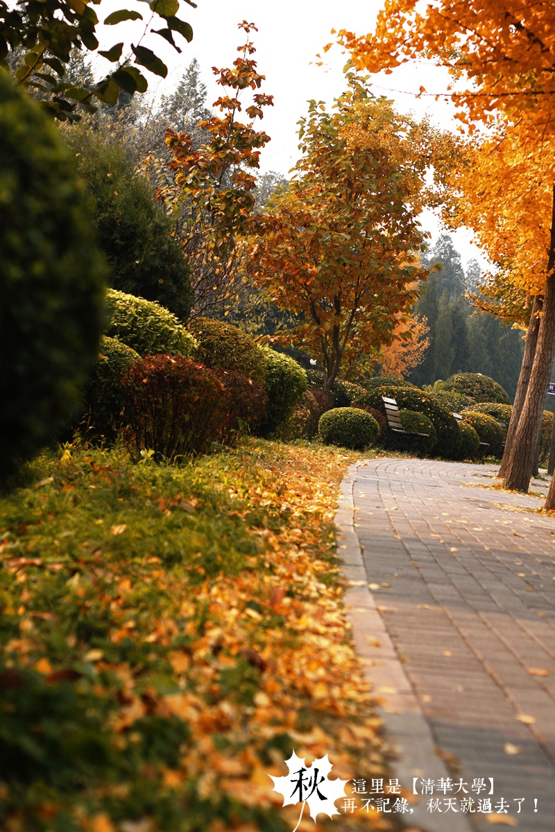 Bước chân vào Thanh Hoa khi lá Ngân hạnh thay màu lá, bạn sẽ có cảm giác thu Bắc Kinh đặc biệt tĩnh. Ấy là bởi không gian cổ kính của ngôi trường này hay vì hơi thu vốn hanh hao, chầm chậm..., bạn sẽ khó lòng phân biệt nổi. Ảnh: Baike 