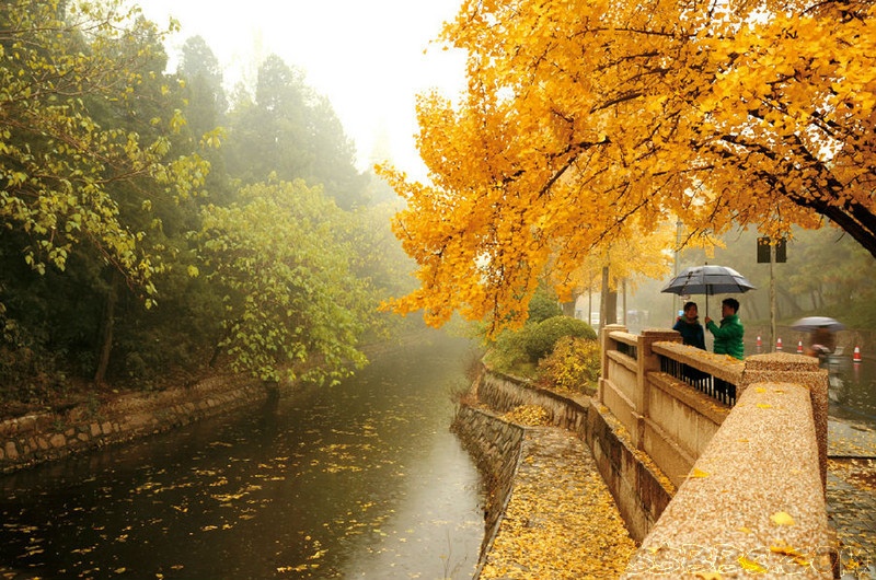 Mua thu nhuom vang Bac Kinh hinh anh