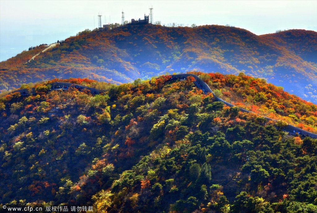 Ngồi xe bus 696, 693, 331 ... là bạn có thể tới Hương Sơn ngắm lá phong đỏ rực. Ảnh: Ifeng