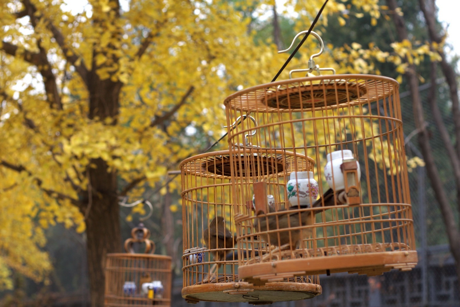 Tiếc thay, thu về thường chóng vánh.... Nhưng có lẽ vì ngắn ngủi nên quãng thời gian này lại càng khiến người ta phải nâng niu và yêu thương hơn rất nhiều...Ảnh: Ifeng