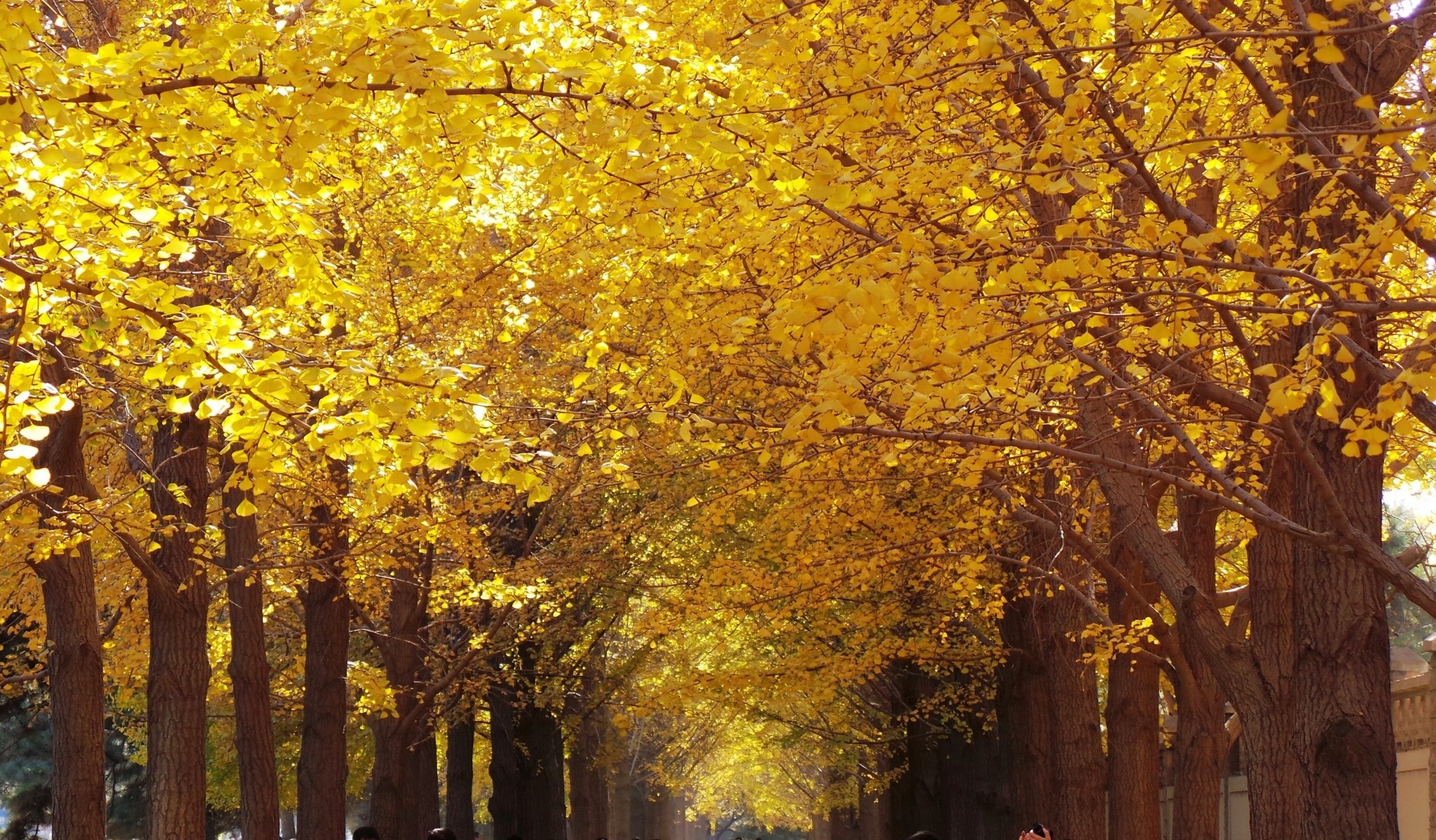 Khu đường Sứ quán Sanlitun. Mùa thu về, nơi đây cũng giống như thế giới cổ tích. Ảnh: Ifeng