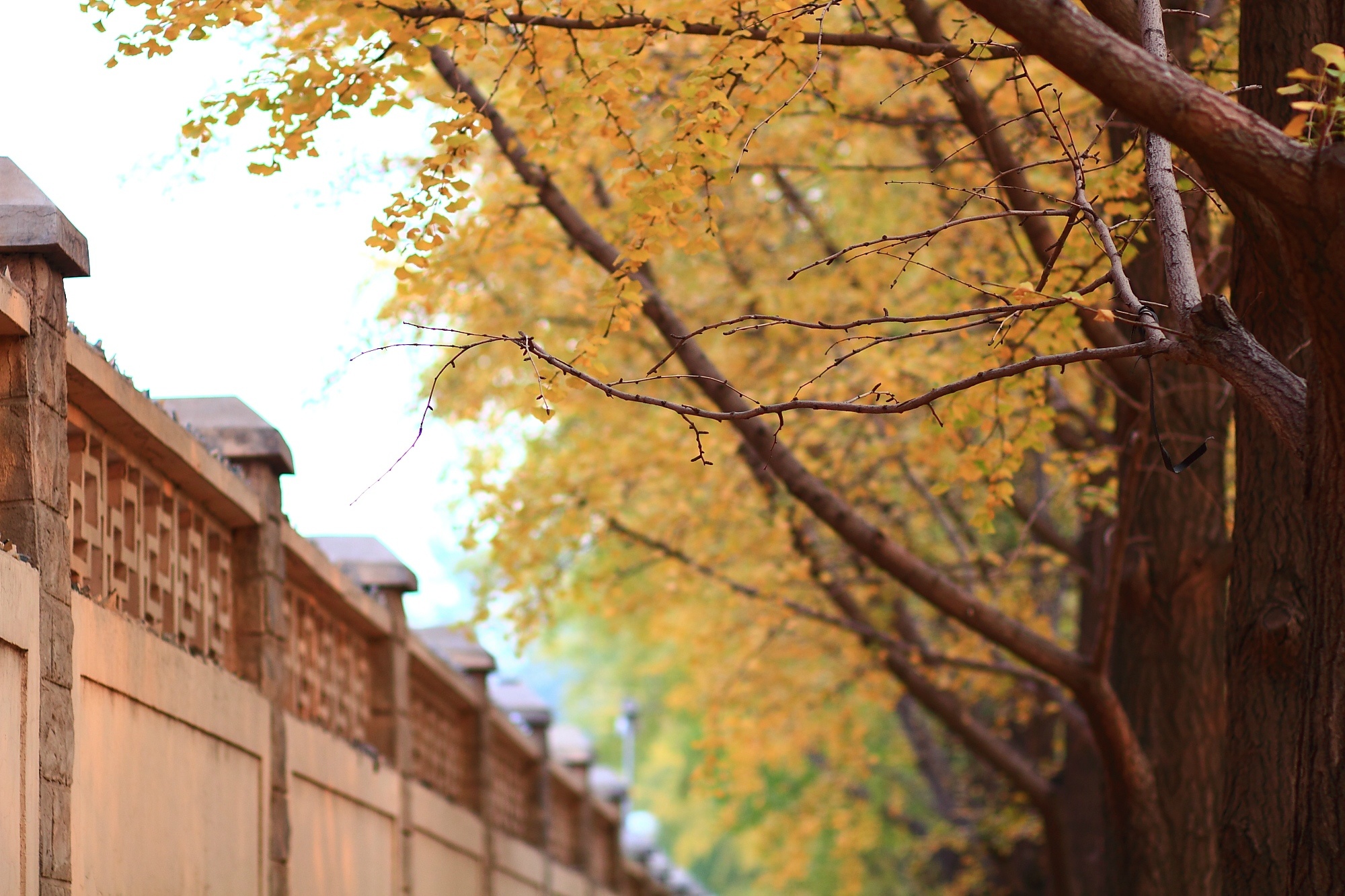 Tán lá vàng rực của Ngân hạnh cùng những kiến trúc của nhiều nước khác nhau trên thế giới ở hai bên đường càng khiến khung cảnh thêm hấp dẫn. Ảnh: Baike