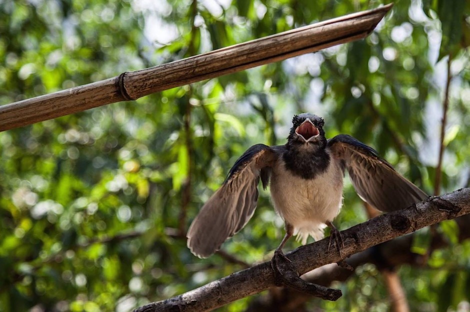 Chim mẹ bảo vệ tổ - Mèo Vạc, Hà Giang: Ở Hà Giang có nhiều động vật hoang dã cùng những chú chim rất bạo dạn với người. Ở vùng đất xa xôi hẻo lánh này có tới hơn nửa số khỉ mũi hếch Tonkin có nguy cơ tuyệt chủng trên thế giới sinh sống và ngày càng gia tăng. Tháng 8/2015, Thủ tướng Chính phủ vừa công bố thành lập vườn quốc gia Du Già tại Hà Giang.