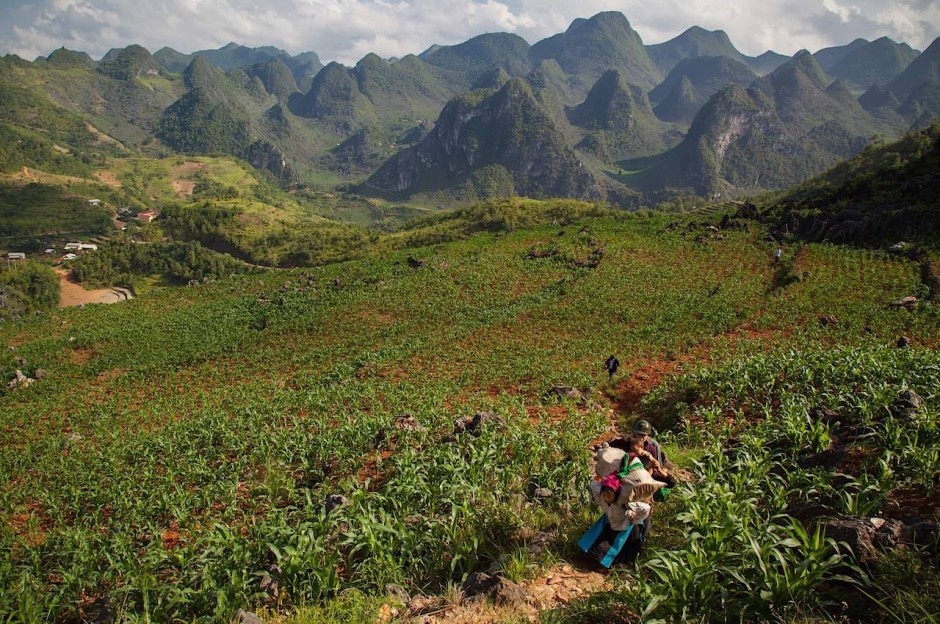 Gia đình người dân tộc và phong cảnh phía bắc Đồng Văn: Các thành viên của một gia đình người dân tộc thiểu số đi giữa ruộng ngô. Hà Giang nghèo cả về kinh tế lẫn cơ sở hạ tầng. Người dân ngày ngày phải trồng ngô, trồng lúa nuôi sống gia đình và mang đi bán ở chợ. Đây là nơi xuất khẩu các loại đào, hồng và mận rất ngon.