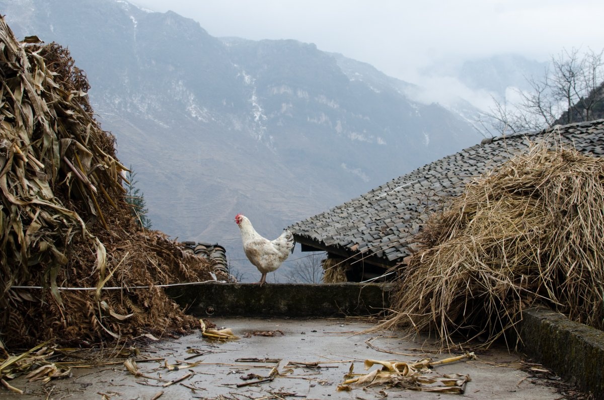 Gandy trải qua đêm giáng sinh ở một ngôi làng Trung Quốc. Anh được mời một bữa tối đơn giản với cơm và thịt lợn rán. Với anh, đó là bữa ăn ngon lành nhất trong suốt cuộc hành trình.