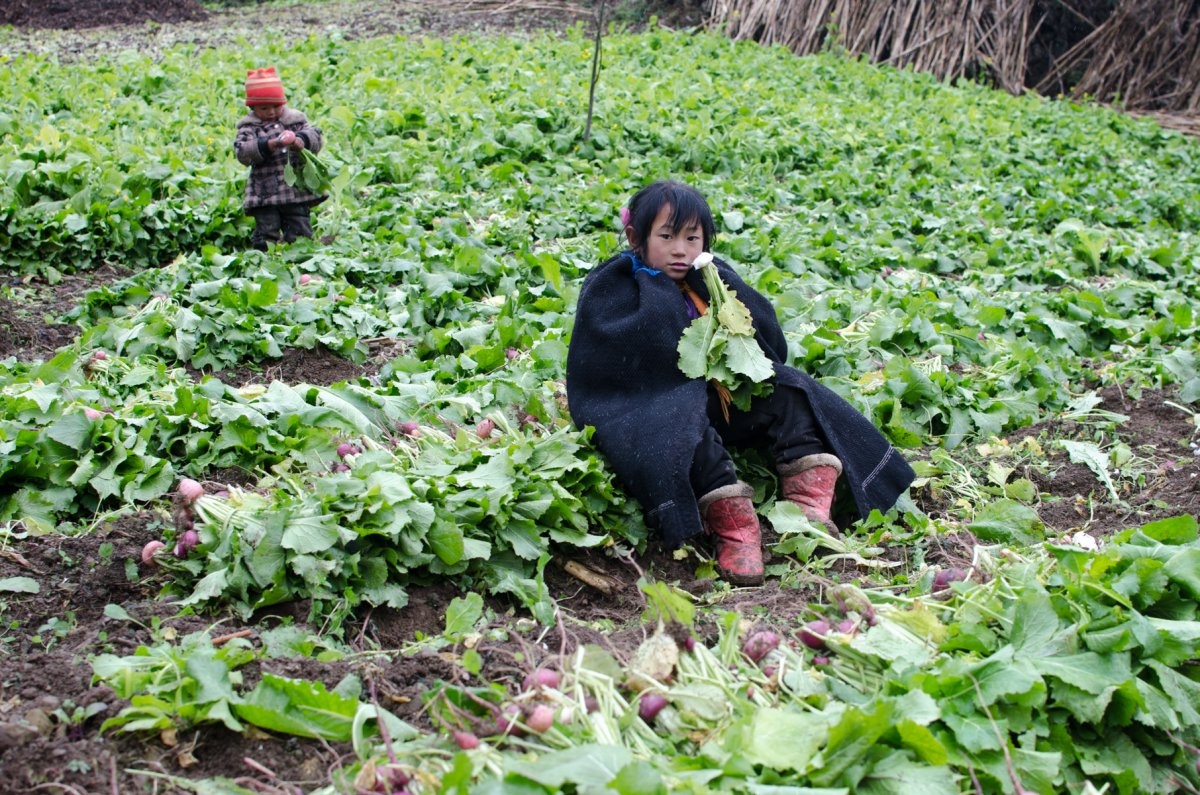 Vào ngày giáng sinh, Gandy giúp họ nhổ củ cải và chăn bò. Cảm động vì lòng tốt của gia chủ, anh muốn đáp lại khi nào có dịp.