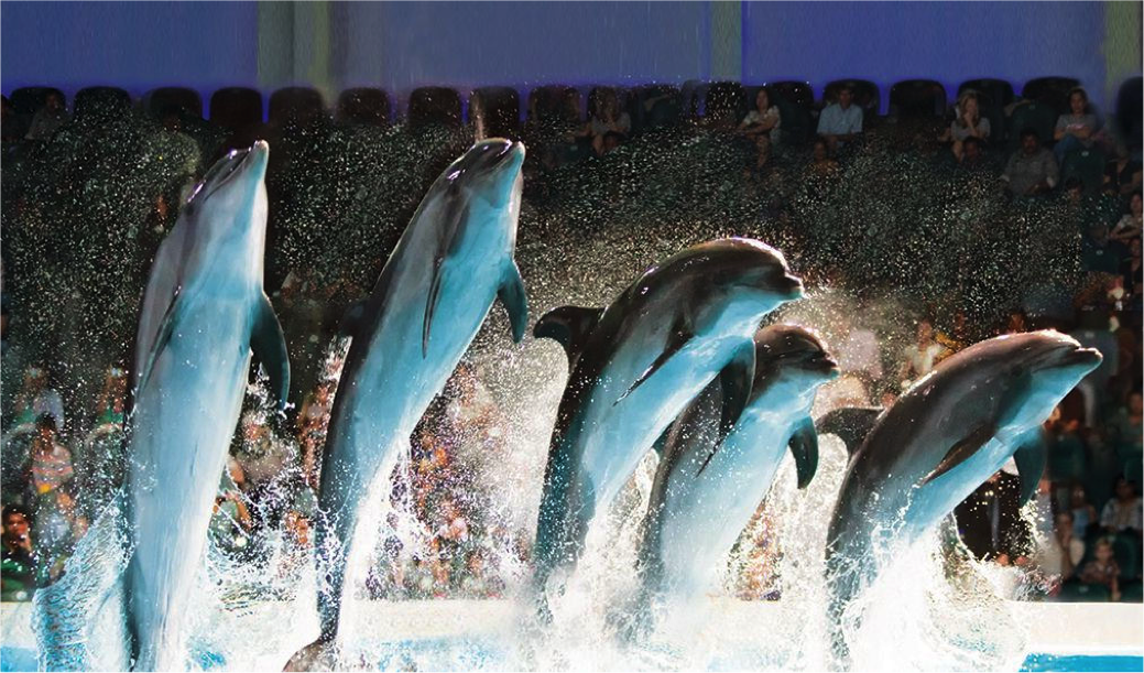 Dubai Dolphinarium: Khu vực này được mở cửa năm 2008, mỗi tháng thu hút hơn 30.000 lượt khách đến chiêm ngưỡng những chú cá heo và hải cẩu xinh đẹp với các màn biểu diễn thuần thục trong các show diễn. Các kỹ năng gồm có chơi bóng, nhảy qua vòng, tung hứng và vẽ. Đây còn là ngôi nhà của hơn 20 loài chim và vẹt, những “nghệ sĩ” luôn thích thú tương tác với du khách.