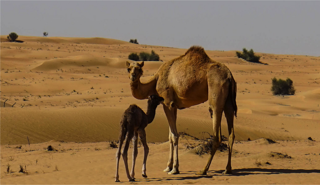 Khu bảo tồn sa mạc Dubai: Hoạt động giải trí ưa thích của du khách ở đây là cưỡi lạc đà và xem múa bụng. Ở đây còn có rất nhiều loài động thực vật cho du khách thưởng lãm. Khu bảo tồn khổng lồ có diện tích 225 km2 với vẻ đẹp tự nhiên hút hồn bất cứ ai tới đây.